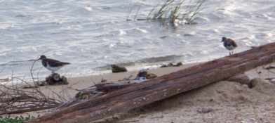 J. Hank Thomas, tells me they appear to be the Ruddy Turnstone. In the Winter, the Ruddy Turnstone has a white belly, a brown chest (with a white swirl or vertical point, a white patch just below the neck and orange legs.  There should also be a white eye stripe. The bill would be slender with slight upturned tip.  It's call is a 1-8 fast, low slurred whistles.